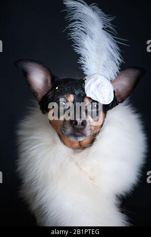 Hund ist luxuriös, in weißer Boa und mit einer Dekoration auf dem Kopf auf schwarzem Hintergrund. Hund ist ein shopaholischer, modischer Hund. Kaufkonzept, dis Stockfoto