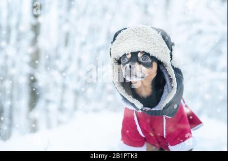 Hund in lustiger Mütze und Schaffellmantel. Winterthema, kalt, Hundekleidung, weihnachten, Neujahr, Hundejahr. Hund in Winterkleidung, Platz für Text. Stockfoto