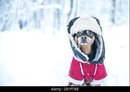 Hund in lustiger Mütze und Schaffellmantel. Winterthema, kalt, Hundekleidung, weihnachten, Neujahr, Hundejahr. Hund in Winterkleidung, Platz für Text. Stockfoto