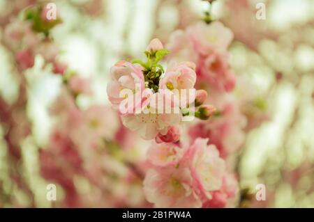 Sakura blüht dicht auf einem Blumenhintergrund. Hochzeitskonzept. Einladungshintergrund. Rosa Blüte Nahaufnahme. Stockfoto