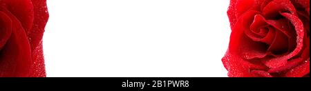 Rote Rose mit Wassertropfen in der Nähe. Makrofotografie der schönen Rose isoliert auf Weiß für den Kopierraum. Banner Stockfoto