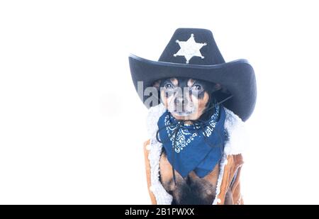 Sheriff-Hund-Porträt isoliert auf weiß Stockfoto