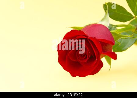 Schöne einzelne rote Rose auf hellgelbem Hintergrund. Das Konzept des ersten valentinstages, Muttertag, 8. März. Stockfoto