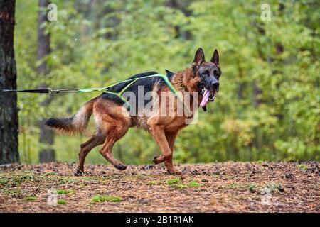 Cross-Round-Schlittschuhrennen. Deutscher Shepard-Schlittenhund zieht mit Hundemusher ein Fahrrad. Herbstwettbewerb. Stockfoto