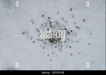 Thema "Schnee schmelzen". Löcher im Schnee vom tropfenden Wasser Stockfoto