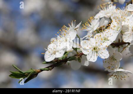 Weiße Blumen des blühenden Sauren Kirschbaums Prunus Cerasus in Richtung blauer Himmel bei Frühlingssaison in der Nähe Stockfoto