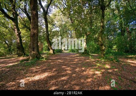 Heiliger Wald mit jahrhundertealten Steineichen im Regionalpark der Altstadt von Sutri, Latium, Italien Stockfoto