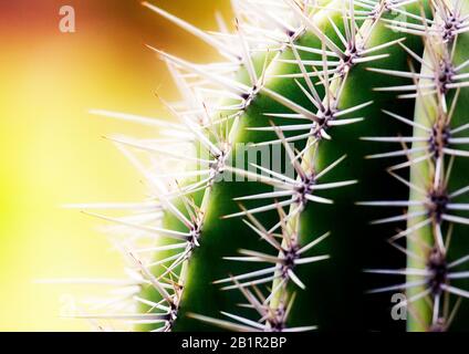 Eine Nahaufnahme eines Teils eines Fasskaktus (echinocactus grusonii) mit unfokussem Hintergrund Stockfoto
