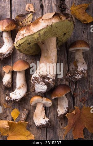 Herbst-Herbst-Komposition. Sorte rohe Speisepilze Penny Bun Boletus leccinum auf rustikalem Tisch. CEPS über dunklem Holzhintergrund. Stockfoto