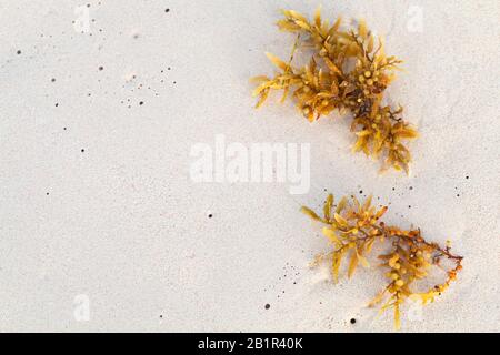 Gelbe Algenzweige lagen am Strand auf nassem weißem Sand, Draufsicht Stockfoto