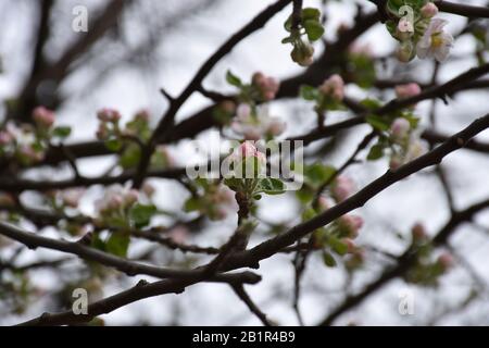 Fruchtige Blumen weiß rosa an Baumzweigen. Verschwommener Hintergrund Stockfoto