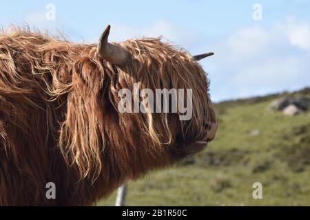 Highland Cow (Heilan coo) auf der Halbinsel Applecross im Westen Schottlands Stockfoto