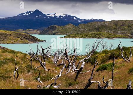 Lake Pehoe und Pehoe Lodge im Nationalpark Torres del Paine, Patagonien, Chile mit Waldflächen, die durch Waldbrände zerstört wurden Stockfoto