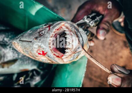 Fischer im Amazonas halten den blutigen Mund eines gefangenen Piranha offen, der die scharfen spitzen Zähne in Nahaufnahme zeigt