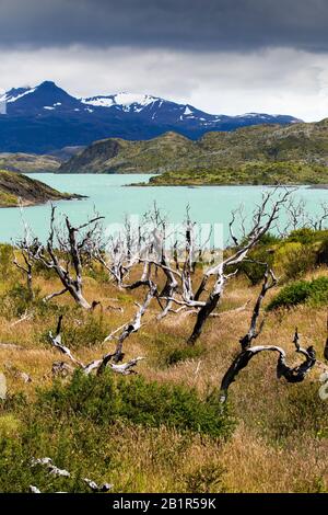 Lake Pehoe und Pehoe Lodge im Nationalpark Torres del Paine, Patagonien, Chile mit Waldflächen, die durch Waldbrände zerstört wurden Stockfoto