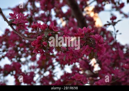 Winzige Blumen und Knospen mit rosafarbenen Kronblättern auf einer dünnen Perücke. Verschwommener rosafarbener Hintergrund Stockfoto