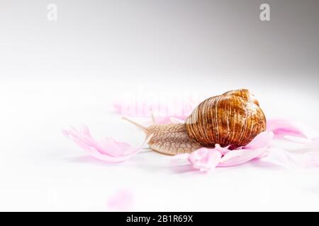 Schnecke schleicht sich an zarten Blumenblättern Stockfoto