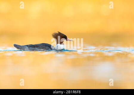 Gänsander (Mergus merganser), Schwimmweiblich, Frankreich Stockfoto