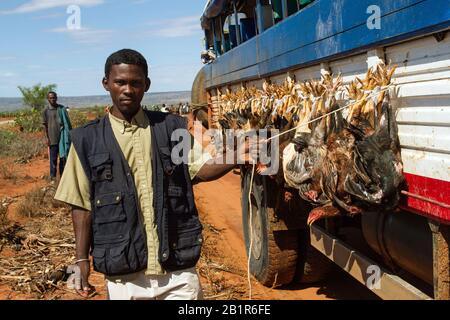 Hausvögel (Gallus gallus f. domestica), Hühner im Bus in Madagaskar, Madagaskar Stockfoto