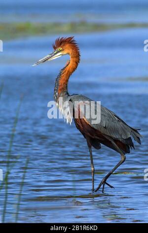 Goliath-Reiher (Ardea goliath), in Wasser stehend, Afrika Stockfoto