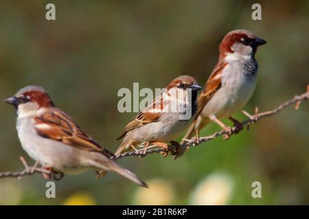Hausspfeil (Passer domestcus), drei Männchen sitzen auf Stacheldrahtzaun, Deutschland, Bayern Stockfoto