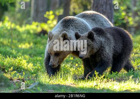 Europäischer Braunbär (Ursus arctos arctos), Bärin beim Walken zusammen mit einem Bärenkuppe, Finnland, Karelia, Suomussalmi Stockfoto