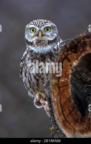 Kleine Eule (Athene noctua), die an einem toten Baumstamm thronen, Vorderansicht, Deutschland, Bayern Stockfoto