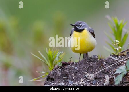 Grauer Wagtail (Motacilla cinerea), ausgewachsenes Männchen, das auf einem Hügel, Kasachstan, liegt Stockfoto