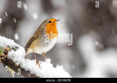 Europäischer Robin (Erithacus rubecula), auf einem schneebedeckten Ast, Seitenansicht, Deutschland, Bayern Stockfoto