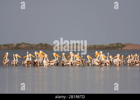 Ostweißpelikan (Pelecanus onocrotalus), Herde in See, Türkei Stockfoto