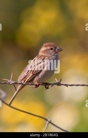 Hauspfeil (Passer domestcus), Weibchen sitzt auf Stacheldraht, Deutschland, Bayern Stockfoto