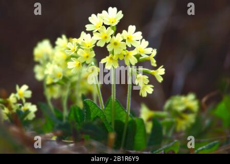 Echte Oxlippe (Primula elatior), Blüte, Deutschland, Bayern Stockfoto