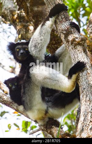 Indri von Babakoto (Indri indri), mit Baby, das in einem Baum ruht, auf Madagaskar Stockfoto