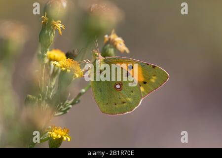 Dunkeltrübtes Gelb, häufig Getrübtes Gelb (Colias croceus, Colias crocea), bei Composite, Italien, Sardegna Stockfoto