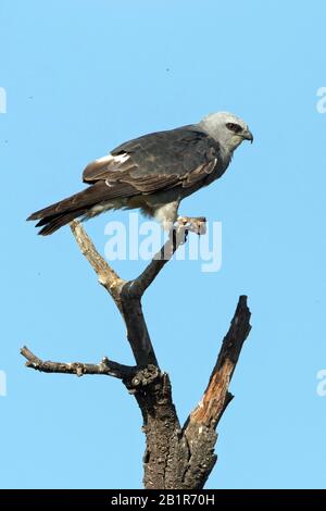 Mississippi Kite (Ictinia mississippiensis), sitzend auf einem toten Baum, Nordamerika Stockfoto