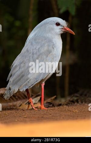 Kagu (Rhynochetos jubatus), ein krebiger, langbeinige und bläulich-grauer Vogel, der auf den dichten Bergwäldern Neukaledoniens endemisch ist Stockfoto