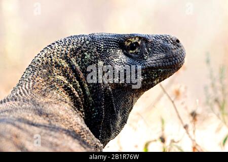 Komodo Drache, Komodo Monitor, ora (Varanus komodoensis), Porträt, Indonesien Stockfoto