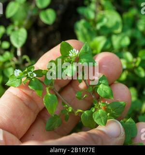 Gemeines Kicherkraut (Stellaria Media), wird geerntet, Deutschland Stockfoto