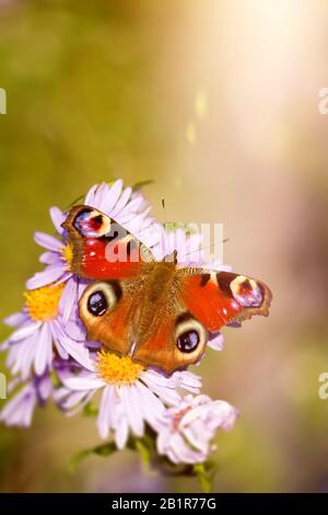 Pfauenschmetterling, European Peacock (Inachis io, Nymphalis io, Aglais io), auf aster, Deutschland Stockfoto