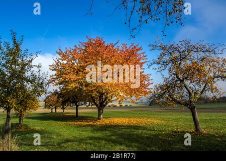 Kirschbaum, Süßkirsche (Prunus avium), Kirschbaum im Herbst, Deutschland, Baden-Württemberg, Schwäbische Alb Stockfoto