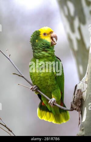 Gelbköpfiger amazonas, gelbköpfiger Papagei, doppelt gelb geköpfter amazonas (Amazona-Oratrix), im Rosensteinpark eingebürgert, Perchs fordert eine Perücke, Deutschland, Bayern, Stuttgart Stockfoto