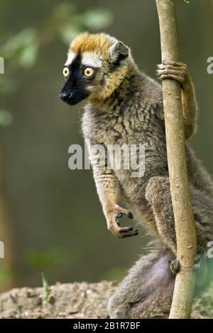 Brauner Lemur (Eulemur fulvus), an einem Baum, Afrika Stockfoto