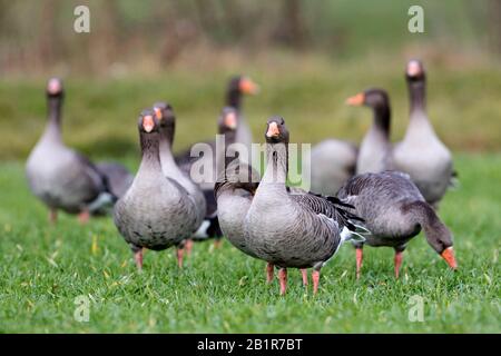 Graylat-Gans (Anser Anser Anser, Anser Anser), Gruppe auf einer Wiese, Deutschland Stockfoto