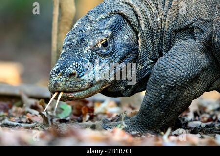 Komodo Drache, Komodo Monitor, ora (Varanus komodoensis), Porträt, Indonesien Stockfoto