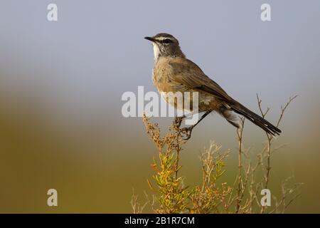 Karoo Scrub-Robin (Cercotrichas Coryphoeus), auf einem Busch sitzend, Afrika Stockfoto