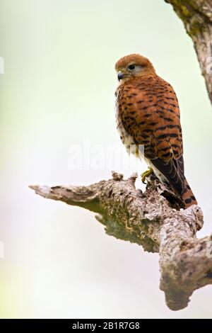 Mauritius-Kestrel (Falco punctatus), auf einem Zweig, endemische Raptorenarten aus Mauritius, Mauritius Stockfoto