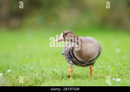 Weißstirngans (Anser Albifrons), steht auf einer Wiese, Deutschland Stockfoto