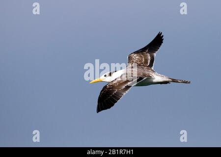 Größere Kreste (Thalasseus bergii velox, Sterna bergii velox), unreif im Flug, Oman Stockfoto