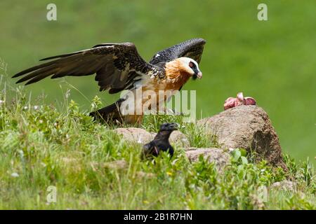 Afrikanischer Bartgeier (Gypaetus barbatus meridionalis), am Bait Place, Südafrika Stockfoto