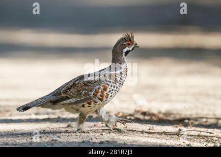 Hasel Grouse (Tetrastes bonasia volgensis, Bonasa bonasia volgensis), Männchen, die über die Straße gehen, Polen Stockfoto